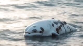 Rescue White Whale