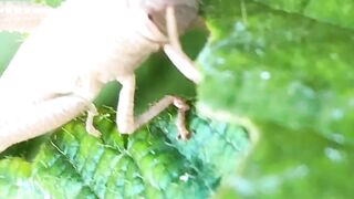 Grasshopper 2
