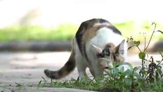 The Friendship of Tuntuni