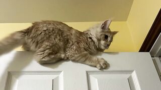 Maine Coon Pasha jumped at the door for his first birthday