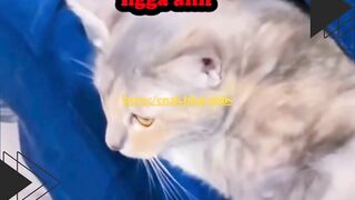 Ya ampun, induk macam apa ini!