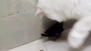 Cate playing with Bard