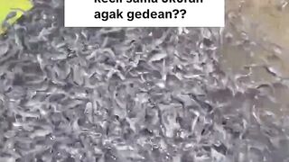 Perbedaan tebar bibit lele ukuran KECIL dan ukuran BESAR