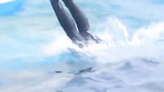 Dolfin first