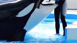 Dolphin eat fish