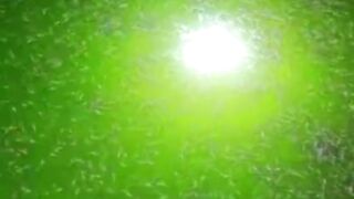 Apakah jentik nyamuk bisa makan telur lele atau larva lele