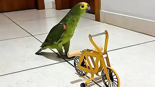 鸚鵡騎車很有趣