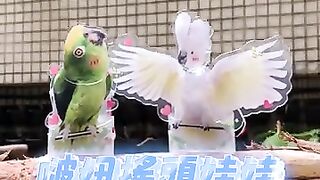 動物趣味影片 2