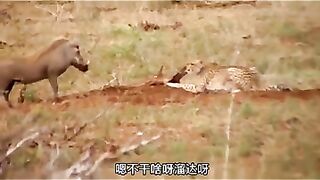小豬搞笑視頻