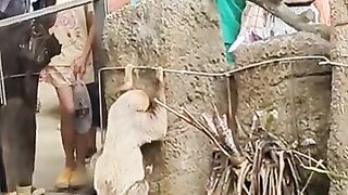 樹懶移動視頻