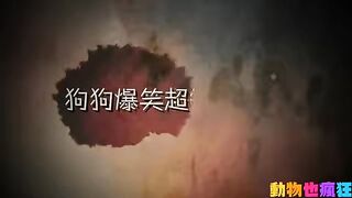 狗狗爆笑超短片合集