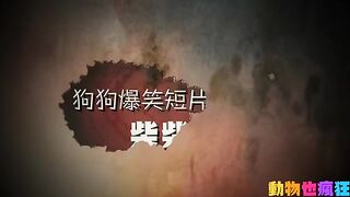 柴犬搞笑視頻