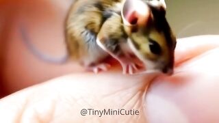 This Little Mouse Is Too Funny and Too Cute!  cuteanimals cute viral viralvideo shorts