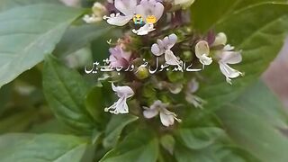 Ya Allah pak Ham bhul jaate Hain