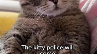 A cat enjoying stories told by mom