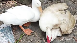 Ducks love him