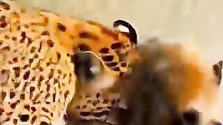 Kid save from Tiger