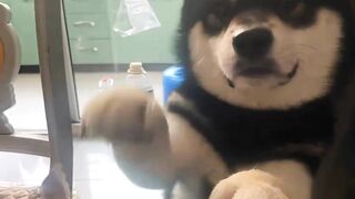 Can your pet do this part 1