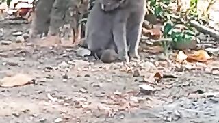 Video Kucing.