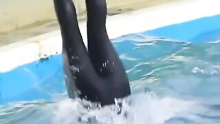 Dolphin  fish