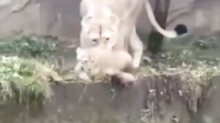 Lion training small lion