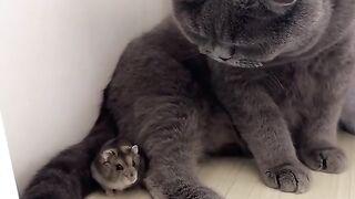 СЪВРЕМЕННА КОТКА