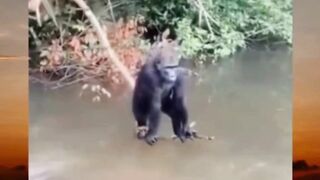 yg komen pertama dapat hadiah apa