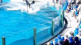 Show of dolfin