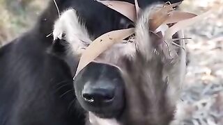 Fun   masti    FunVideo  funnyreels 263