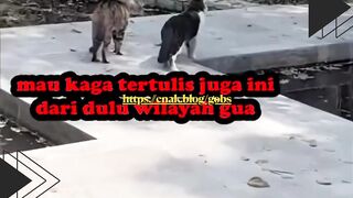 Awalnya cuma berantem biasa. eh ujung-ujungnya nyemplung bareng ke selokan dan langsung jadi black edition