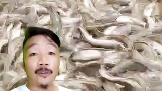 Dengan ini semua masalah pada budidaya lele terselesaikan