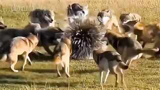 kutte iska Kuchh Nahin bigaad Sakte