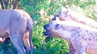 Lion attack hyena