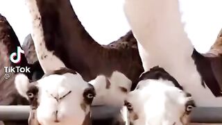 سبحان الله 20