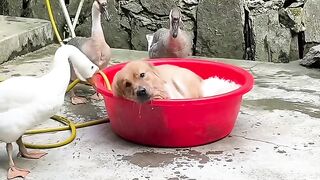 Duck and dog xxxxyyy you funny