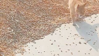 Rat and cat playing together