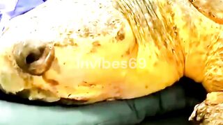Massive SEA turtle begging to remove barnacle