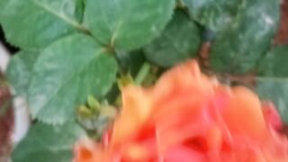 my videos 3