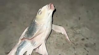 Menjadi Kaya Berkat Ikan Aneh Ini