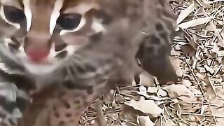 Menemukan Anak Kucing Eksotis di Hutan