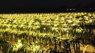 Dragon garden