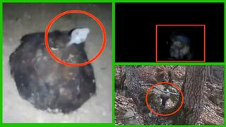 10 Mysterious Creatures caught on Camera  Scary videos