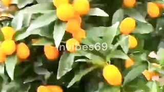 Amazing feat of Chinese agricultural scientists.