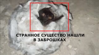 Scary creature in an abandoned house caught on camera - Paranormal