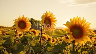 Sunflowers nursery