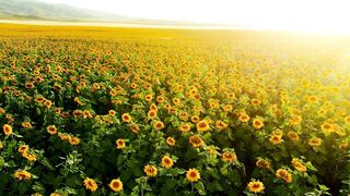 sun flower 2