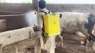 Best technology spray animal
