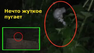 Creepy creatures captured on camera