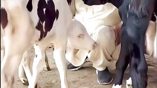 Animal loves for boy