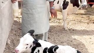 Cow baby ko Malik drink benefit